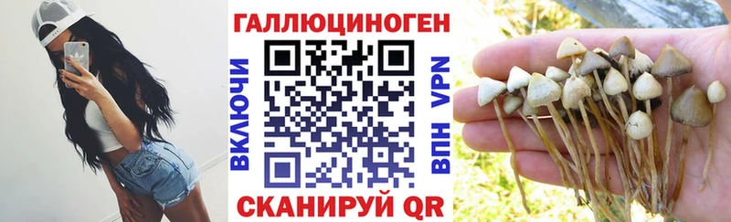 Галлюциногенные грибы Cubensis  гидра ссылка  Салехард  продажа наркотиков 